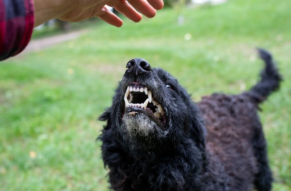 Dog Bites